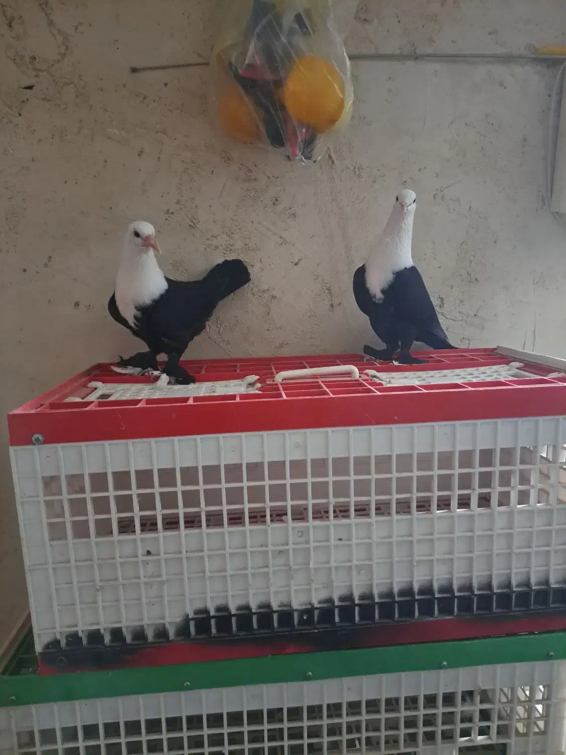 کبوتر|پرنده|دزفول, |دیوار