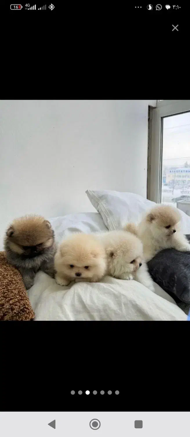 توله پامرانین|سگ|شیراز, اصلاح‌نژاد|دیوار