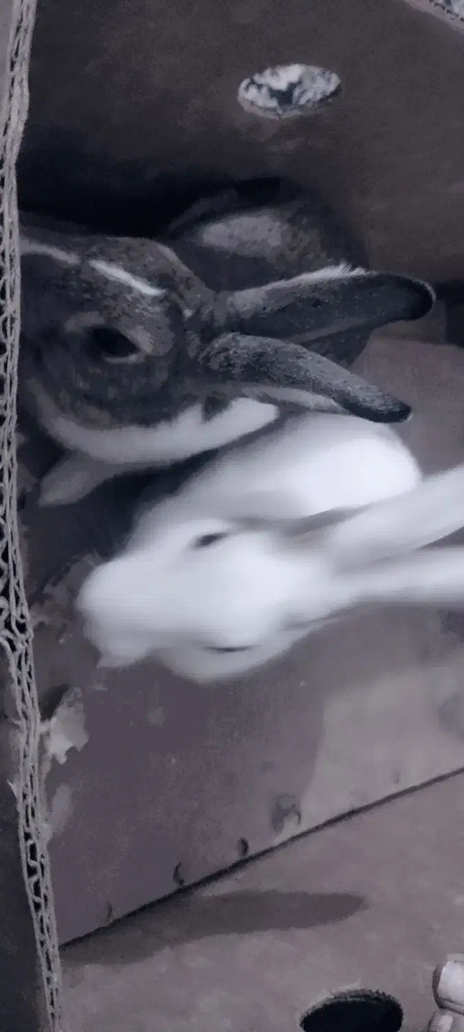 خرگوش|موش و خرگوش|بندر دیر, |دیوار