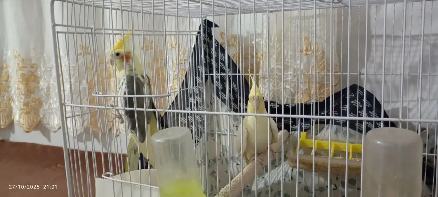 یک جفت عروس هلندی مولد زیبا زرد|پرنده|اسحاق آباد, |دیوار