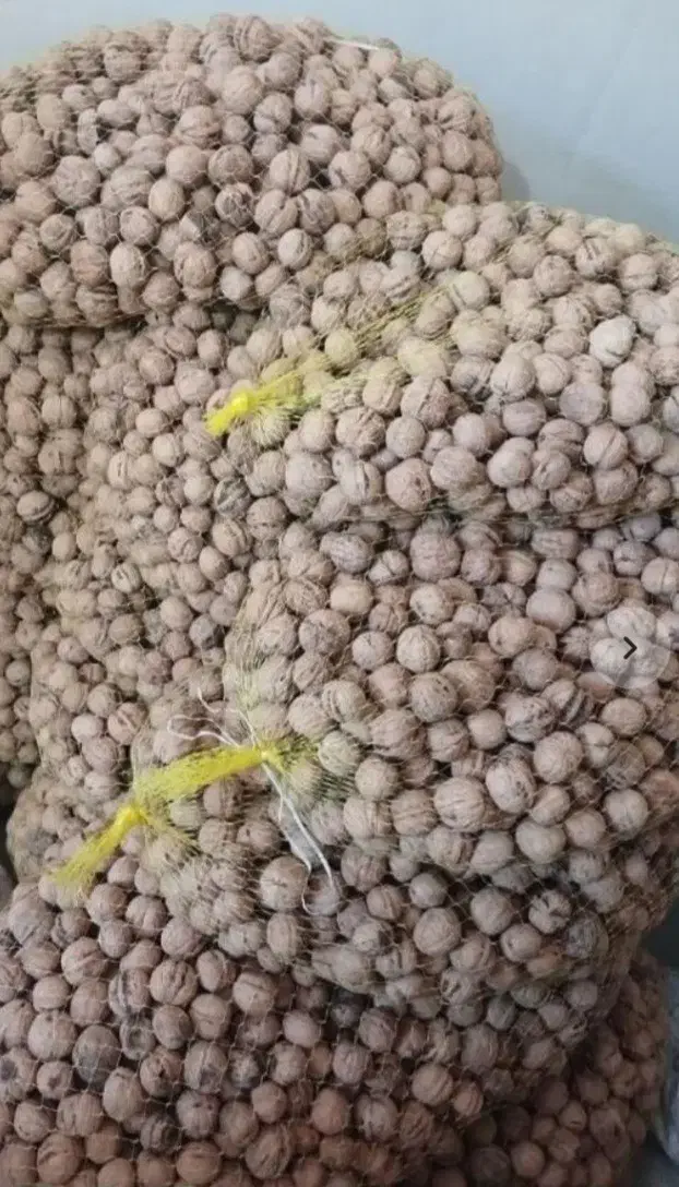 گردو درجه۱|خوردنی و آشامیدنی|رشت, خواهر امام|دیوار