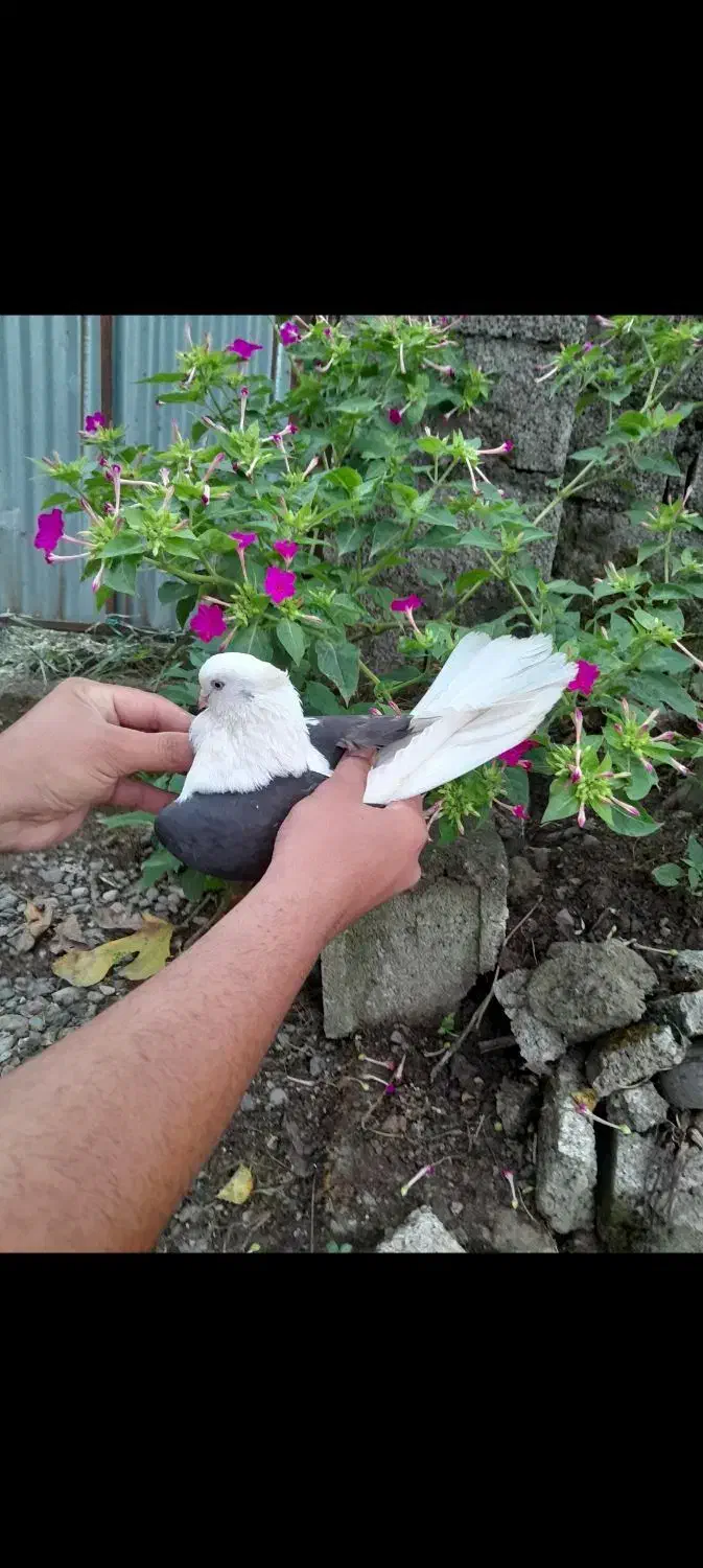 کبوتر پرشی دهنجور واقعی ۱۲ ساعته با ضمانت|پرنده|رشت, گیل|دیوار