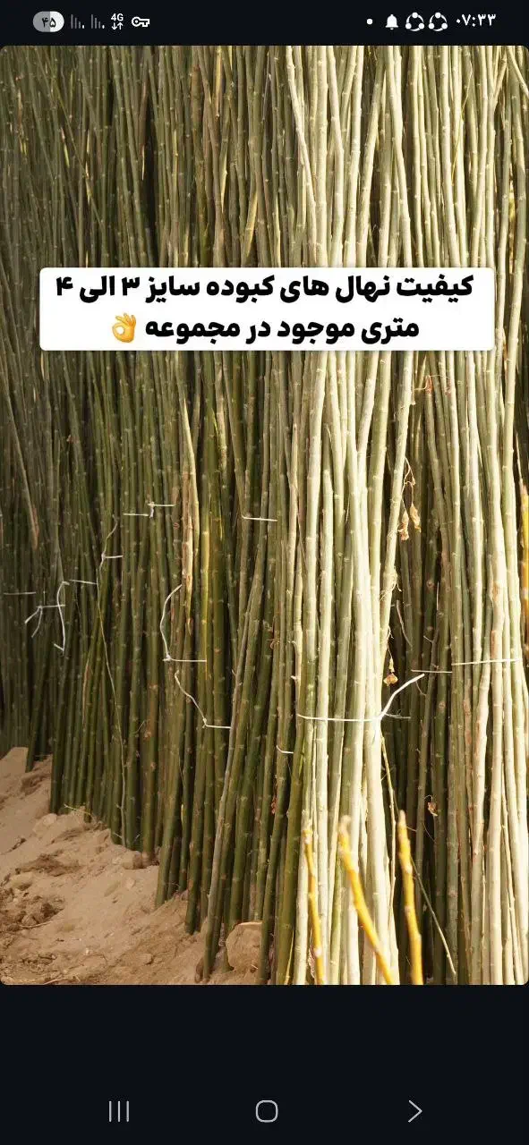 تولید و توزیع نهال صنوبر در نهالستان غرب|خدمات باغبانی و درختکاری|نسیمشهر, |دیوار