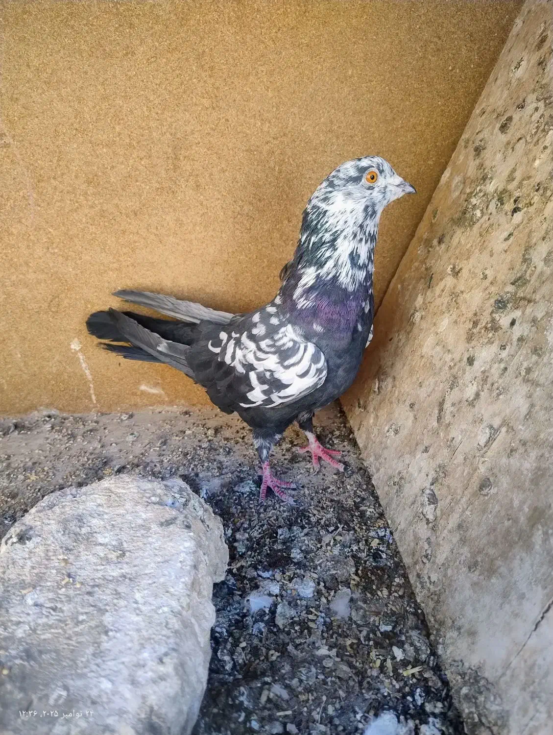 کفتر پرشی|پرنده|حمیدیا, |دیوار