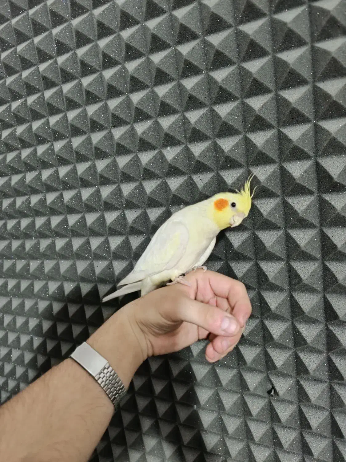 عروس هلندی نر|پرنده|جوانرود, |دیوار