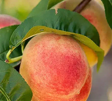 نهال هلو آلبرتا ، درخت هلو اصلاح شده نهالستان مشهد|گل و گیاه طبیعی|مشهد, خواجه ربیع|دیوار