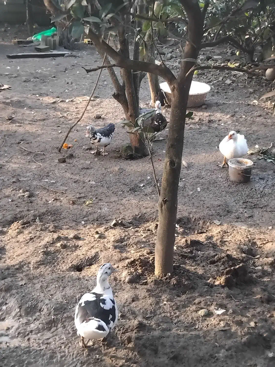 فروش کلی اردک|حیوانات مزرعه|رضوانشهر, |دیوار