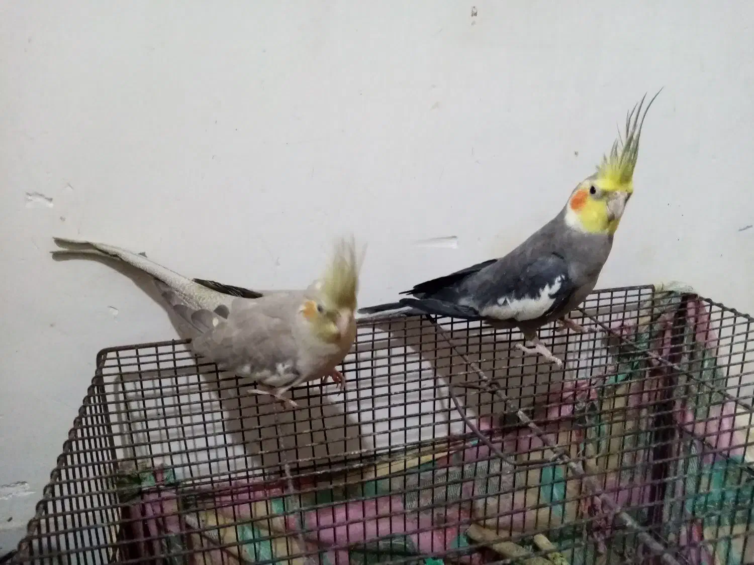 عروس هلندی|پرنده|کاشمر, |دیوار