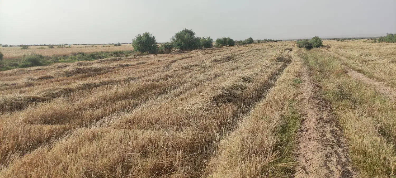 زمین کشاورزی ۲ هکتار بخش بستان|فروش زمین و ملک کلنگی|اهواز, امانیه|دیوار