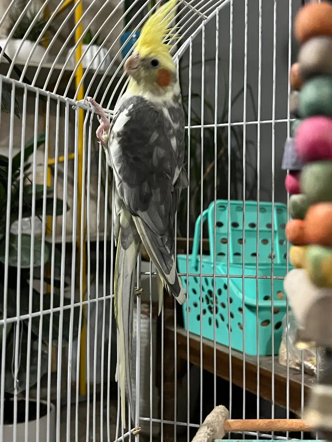 عروس هلندی نر|پرنده|اسلامشهر, شهرک مهدیه|دیوار