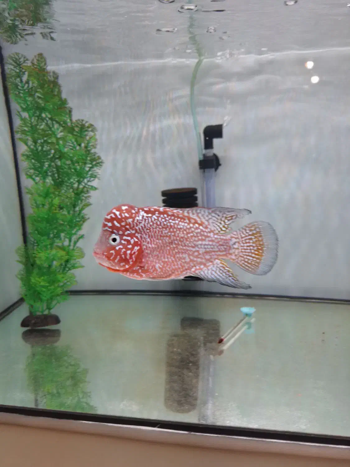 کامفا|ماهی|تهران, اوقاف|دیوار