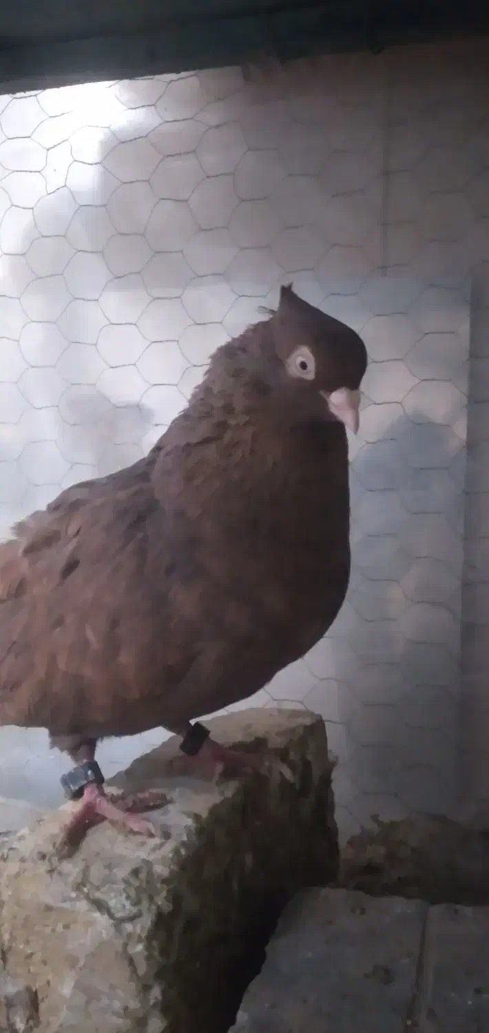 کبوترزاغ سرکه ای|پرنده|برخوار, |دیوار