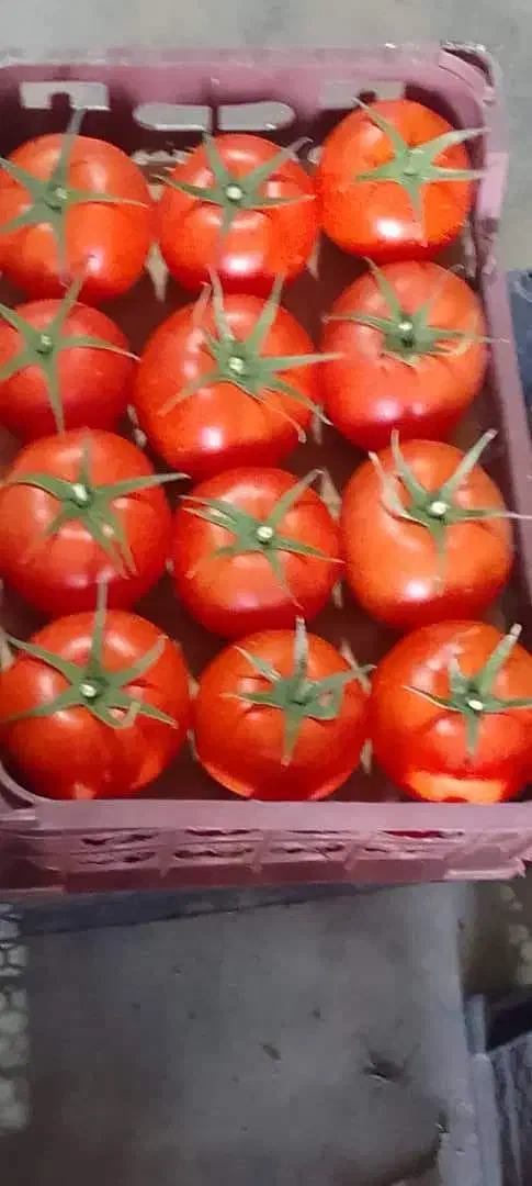 گوجه فرنگی تناژ|عمده‌فروشی|تهران, خانی‌آباد|دیوار