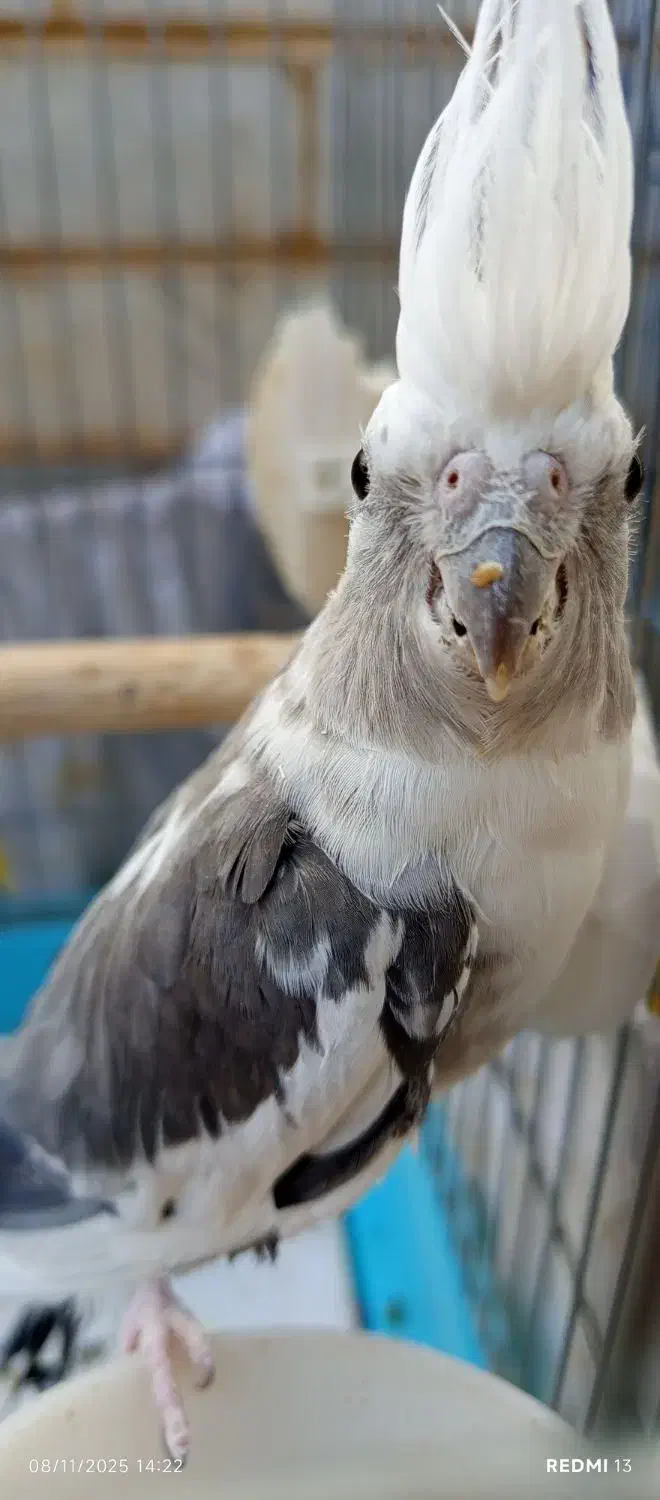 عروس هلندی ماده البینو دوکت مولد کارداده|پرنده|کوهدشت, |دیوار