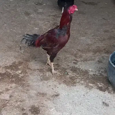 خروس لاری|حیوانات مزرعه|سجاس رود, |دیوار