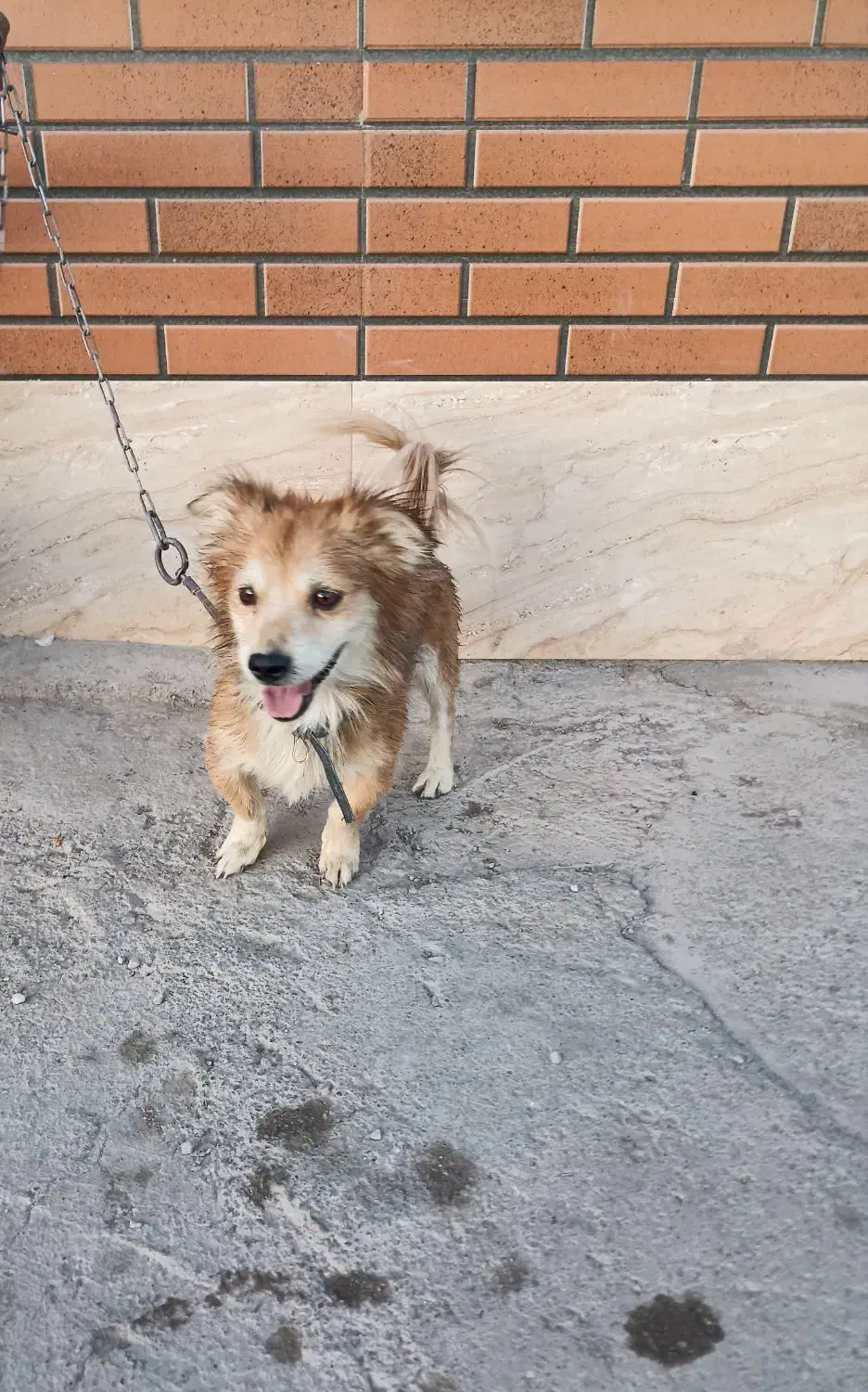 سگ اشپیتز|سگ|کرمان, |دیوار