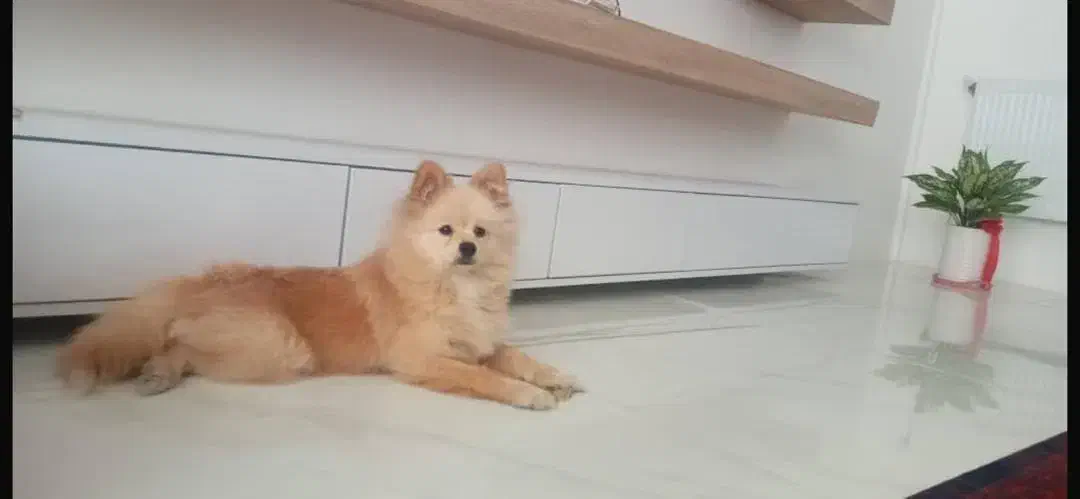 پامرنرشرایط نگهداری ندارم|سگ|قائمشهر, |دیوار