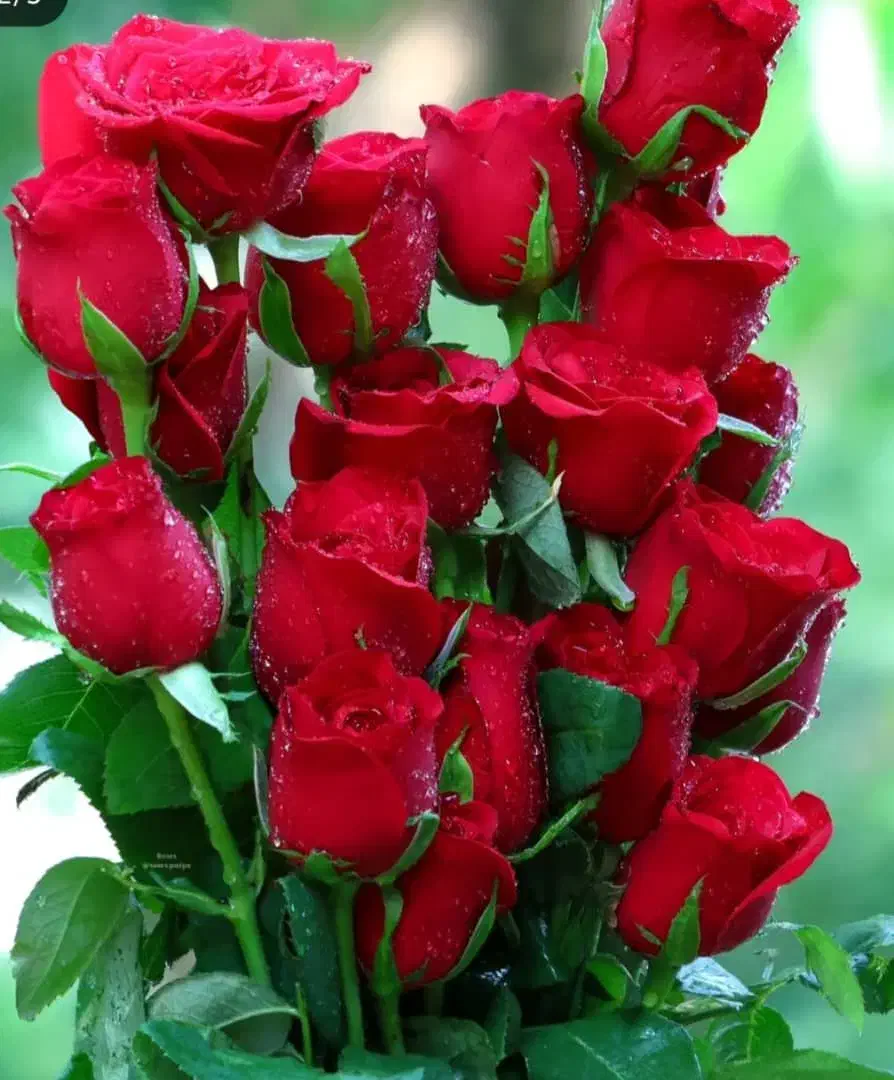 همخونه کسی اگر خونه داره  زنگ بزنه|اجارهٔ آپارتمان|اصفهان, جلالیه|دیوار