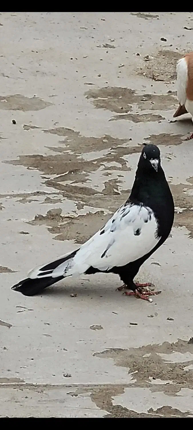 رنگی|پرنده|بندر ماهشهر, |دیوار