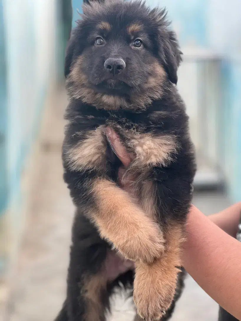 سگ ژرمن شپرد شولاین موبلند حرفه ای|سگ|تهران, باغ فیض|دیوار