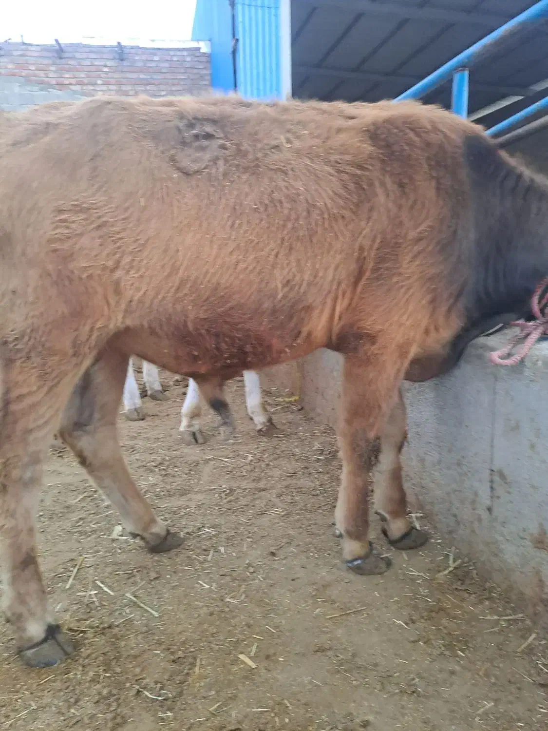 استخدام نیروی کار|استخدام سرایداری و نظافت|میاندوآب, |دیوار