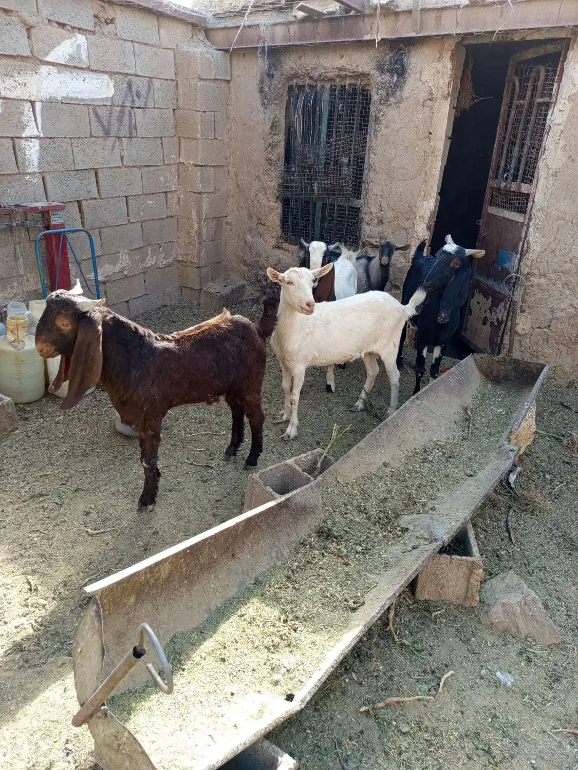 سانن پاکستانی|حیوانات مزرعه|خواف, |دیوار