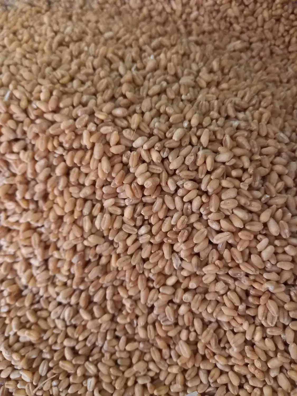 گندم تمیز درجه ۱|خدمات باغبانی و درختکاری|چناران, |دیوار