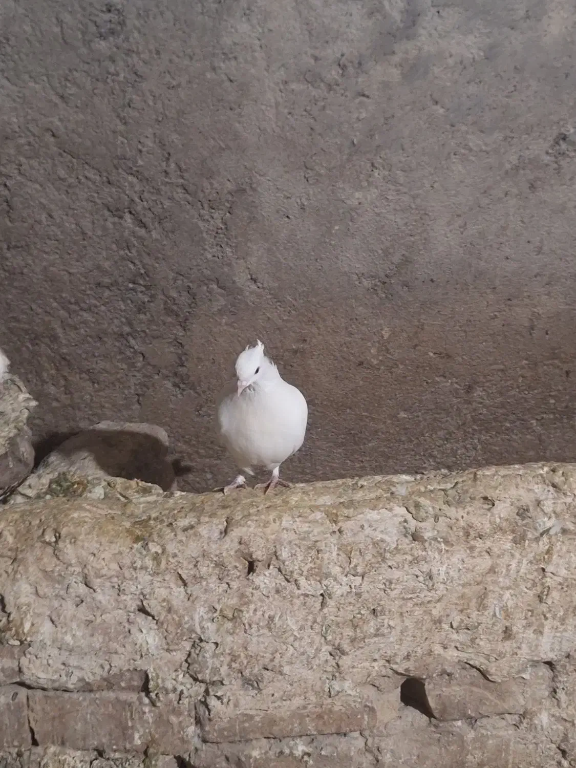 کبوتر|پرنده|ایجرود, |دیوار