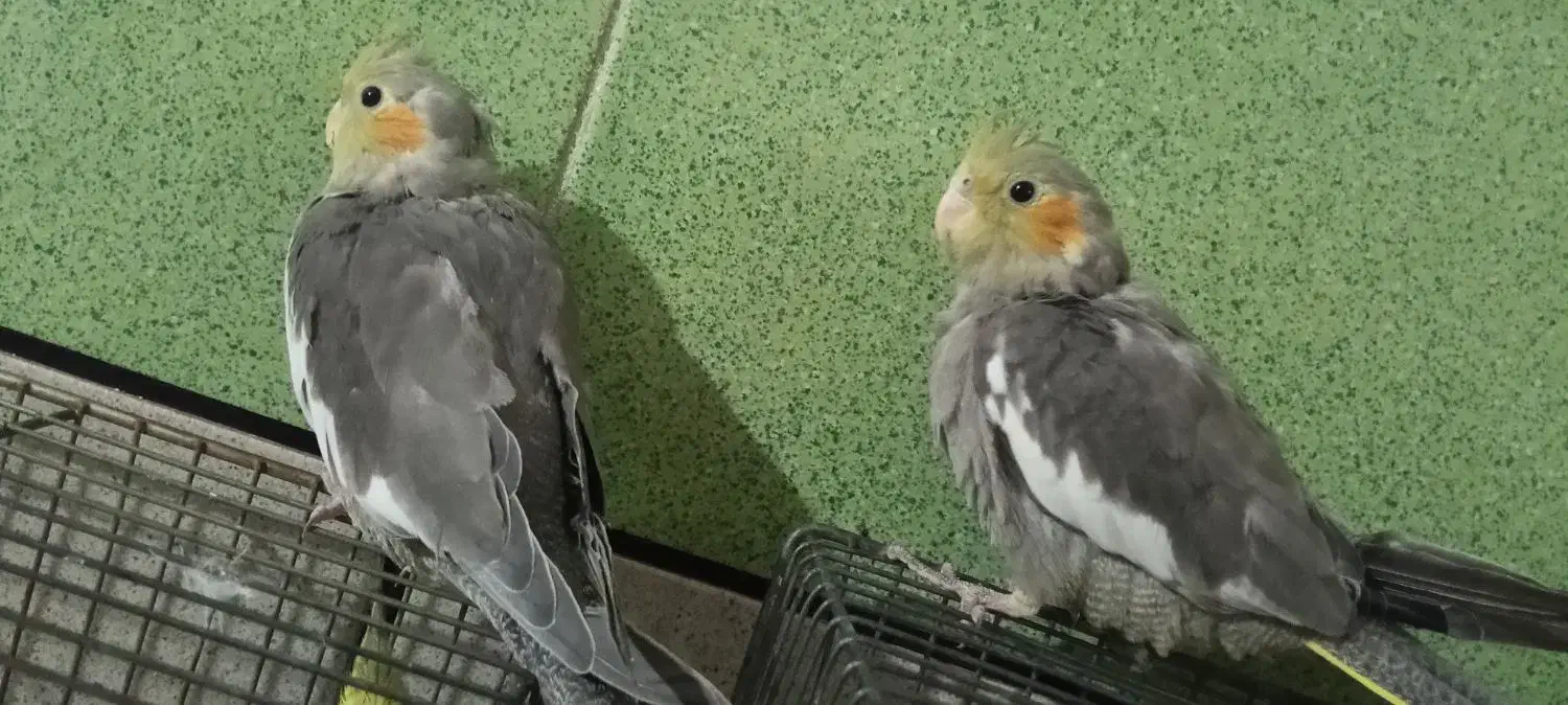 عروس هلندی|پرنده|قم, شهرک سازمان آب|دیوار