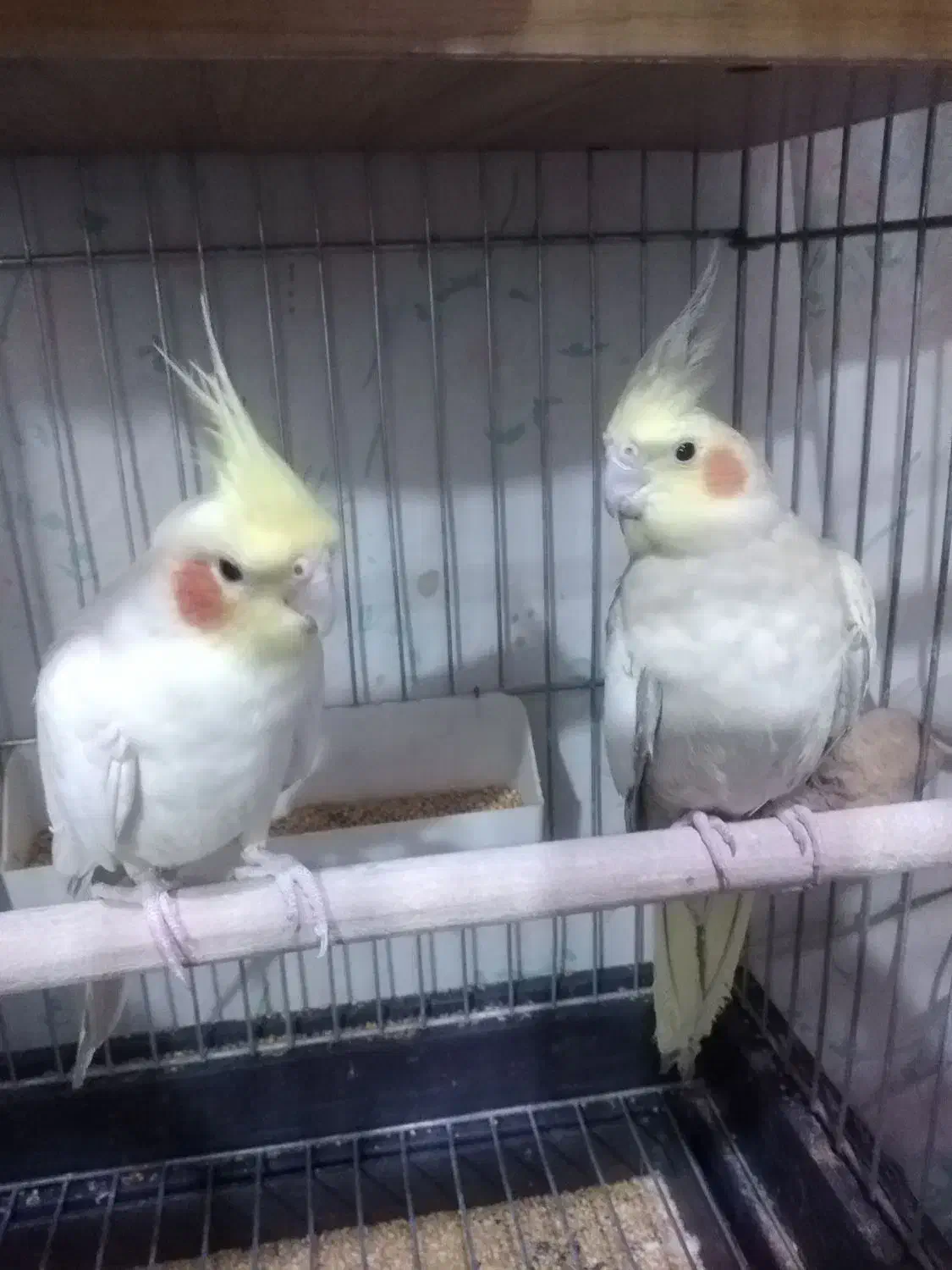 یک جفت عروس هلندی نروماده مولد|پرنده|رباطکریم, نصیرشهر|دیوار