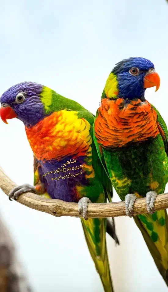 طوطیی به ع ک س د و م دقت بفرمایید|پرنده|ایرانشهر, |دیوار