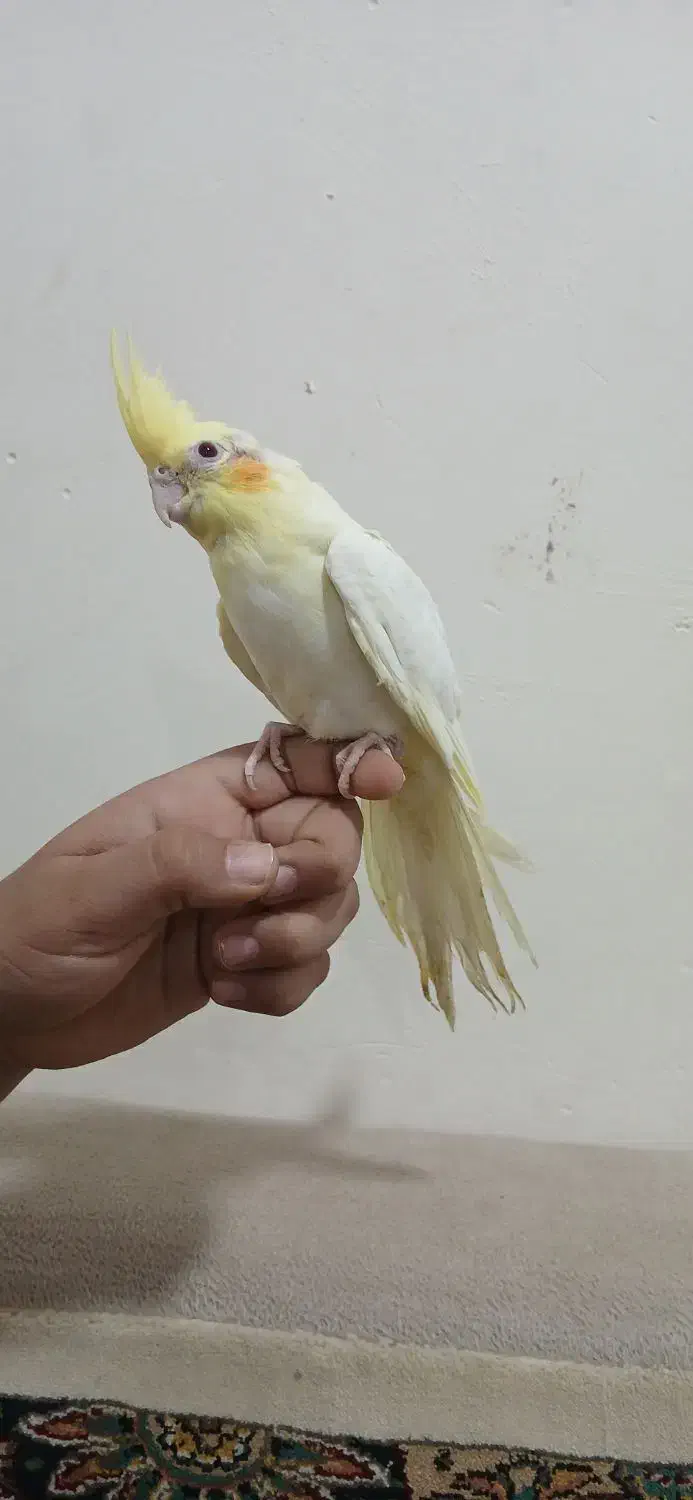 جوجه نر لوتینو|پرنده|بندر امام خمینی, |دیوار