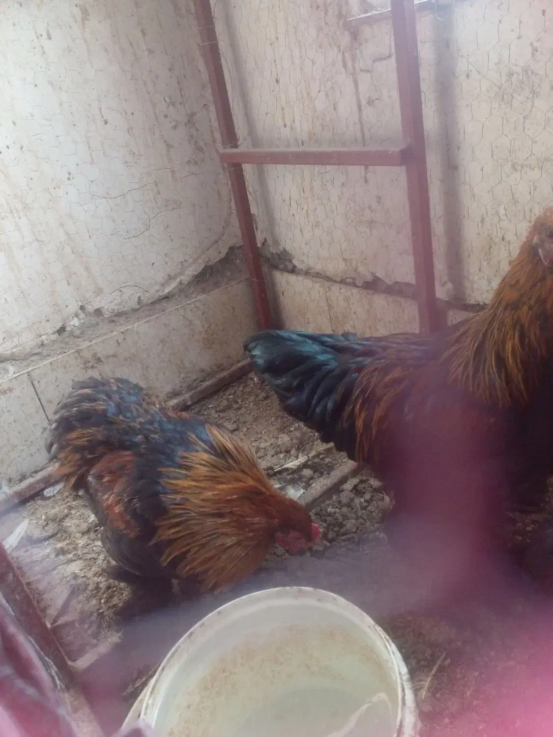 مرغ محلی و مرغ برهما.گلین وکوشین|حیوانات مزرعه|طرقبه, |دیوار