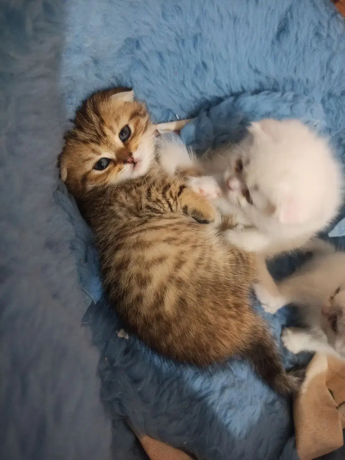 گربه اسکاتیش فولد|گربه|خرمآباد, |دیوار