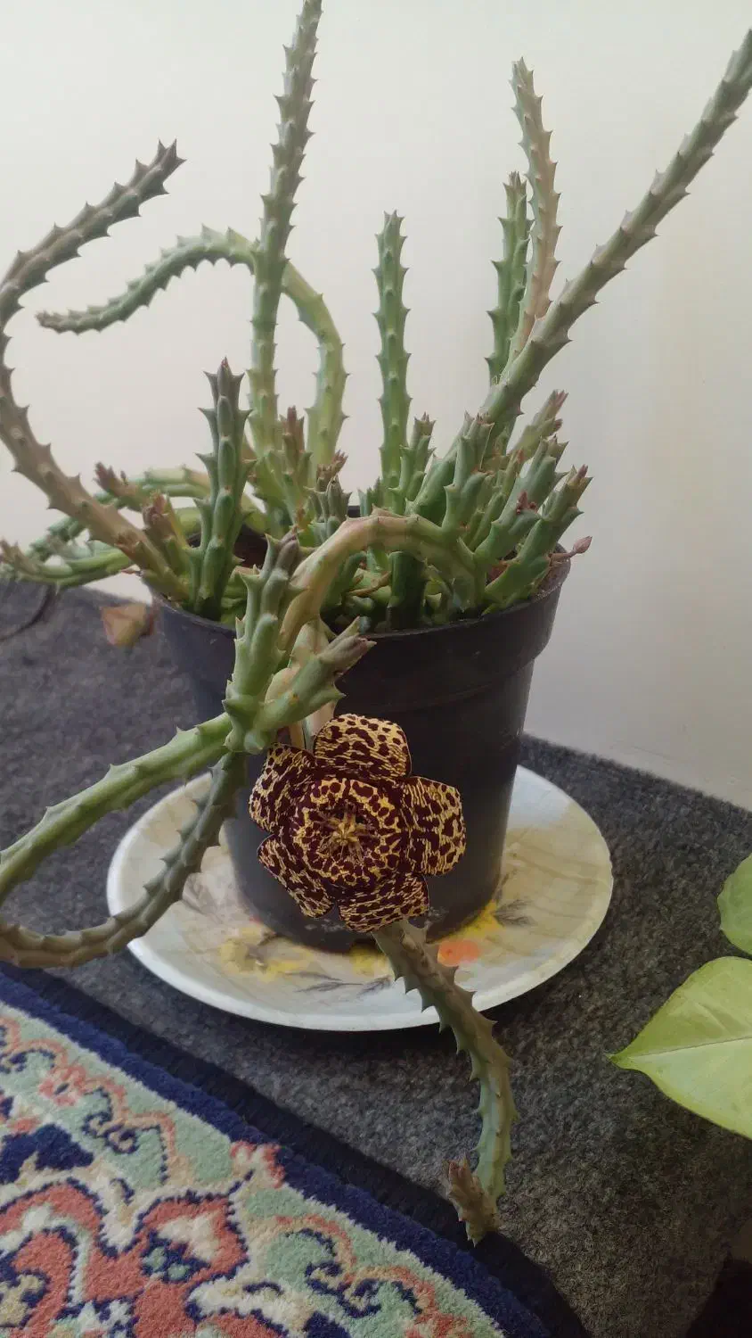 گل ستاره دریایی و گل صخره ای|گل و گیاه طبیعی|آذرشهر, |دیوار