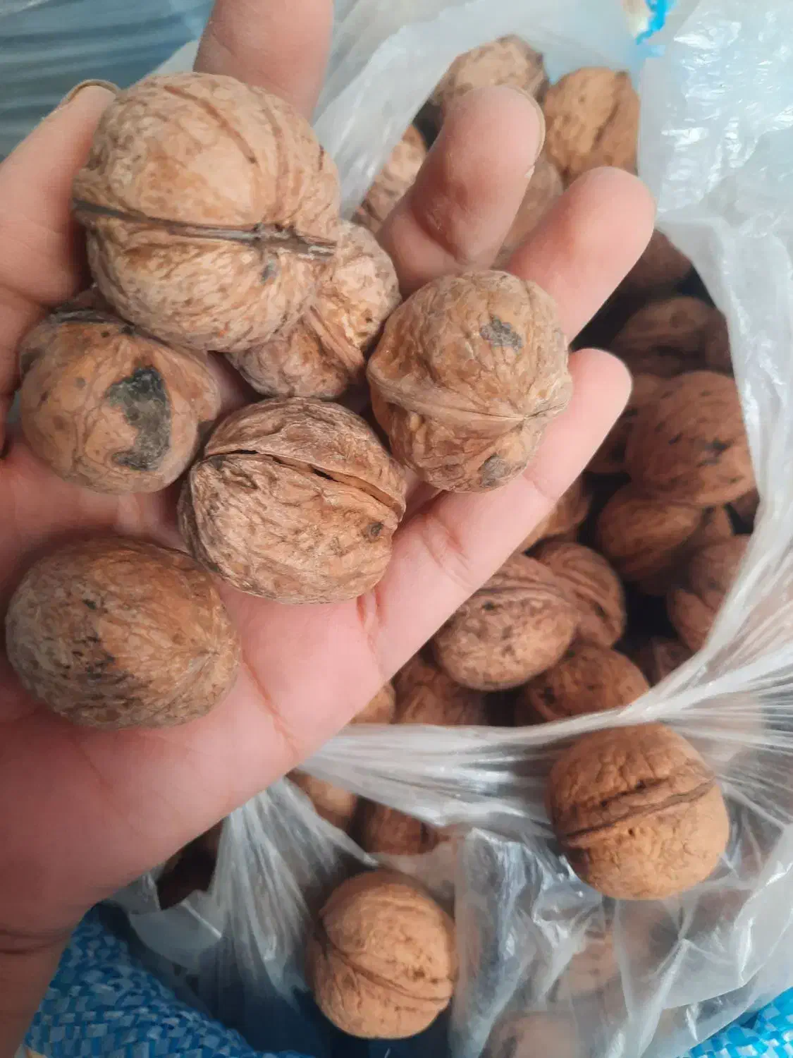 گردو|خوردنی و آشامیدنی|اصفهان, قائمیه|دیوار