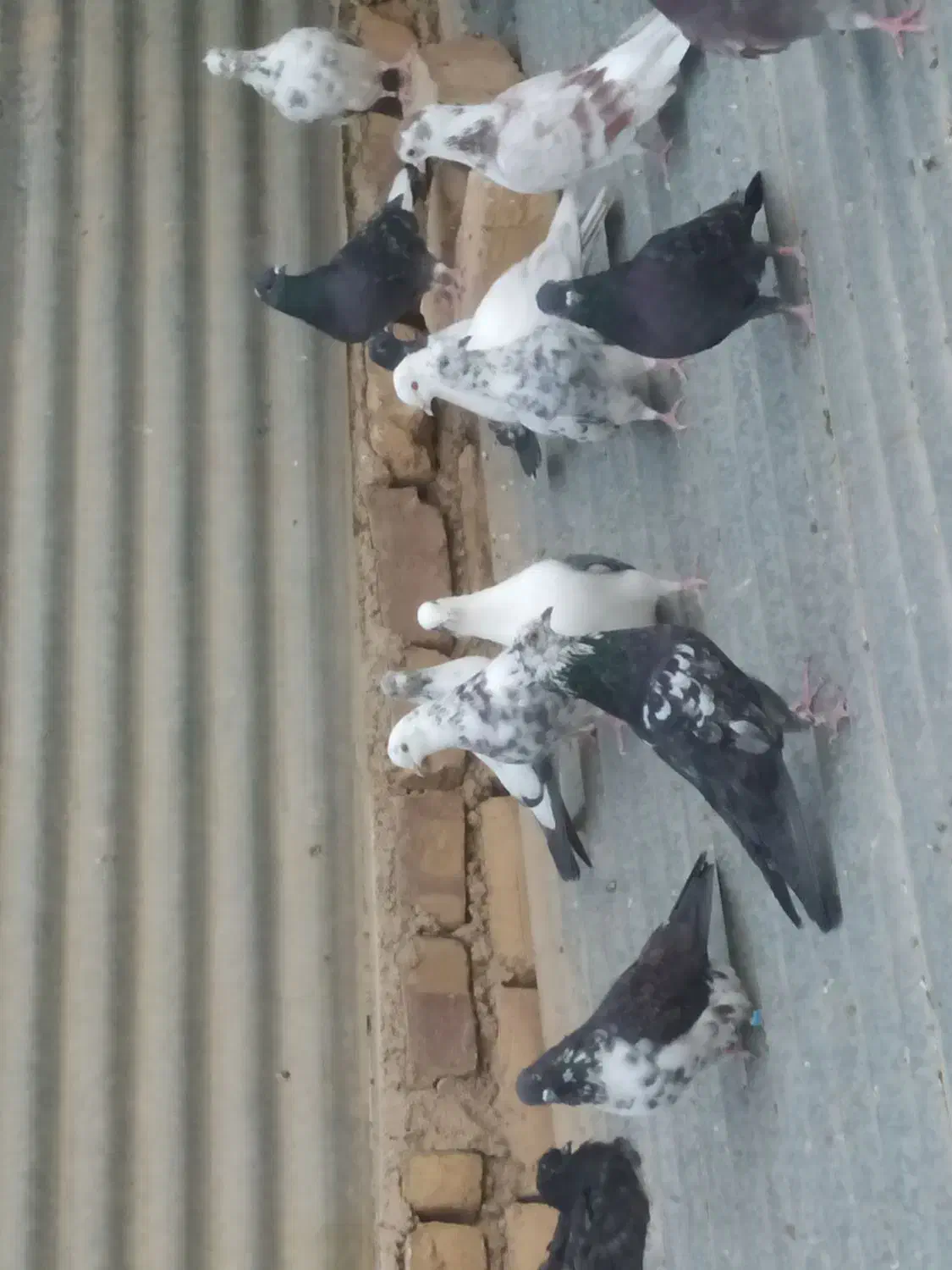 فروش کبوتر|پرنده|کویرات, |دیوار