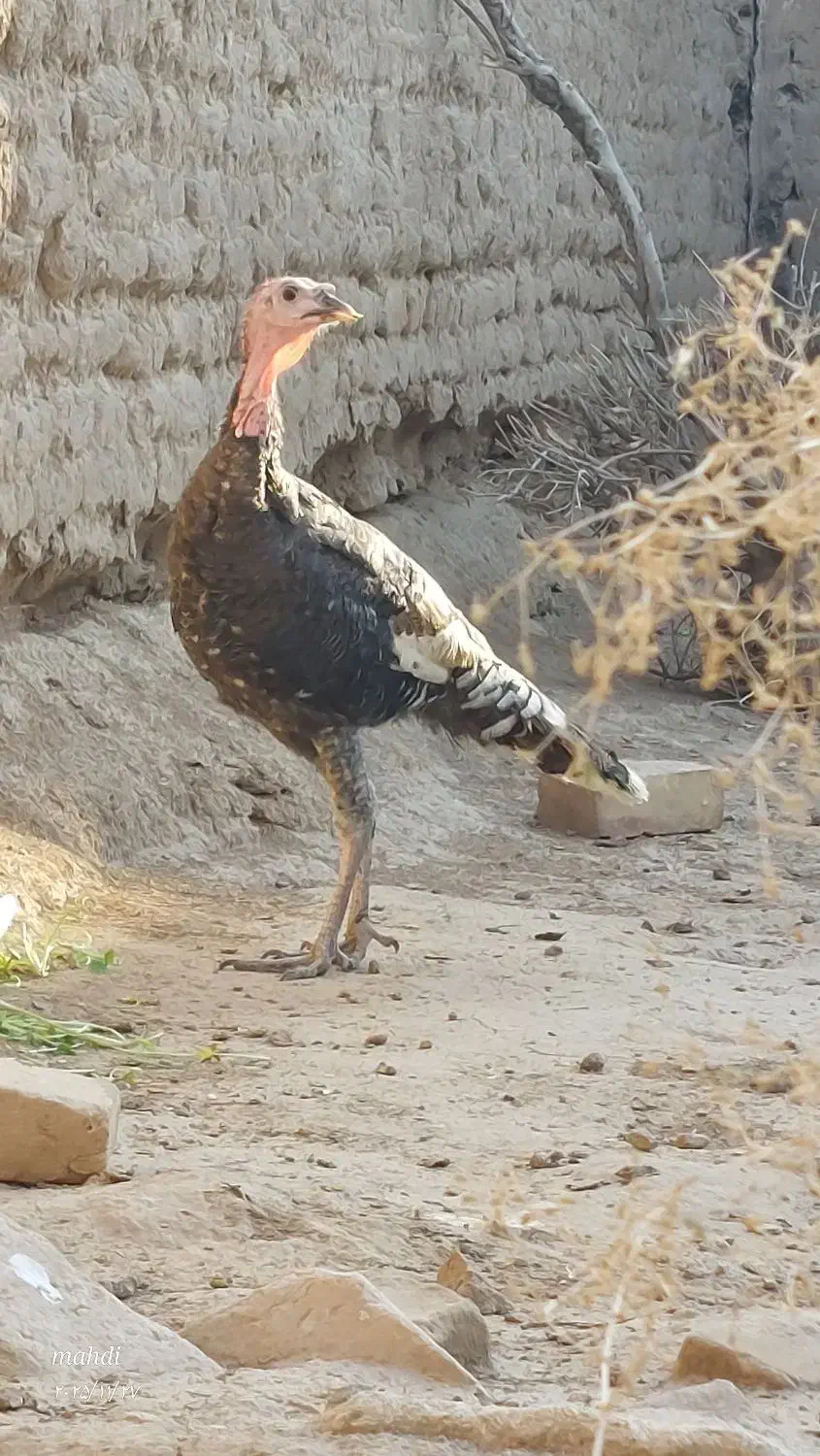 یک بوقلمون|حیوانات مزرعه|آران و بیدگل, |دیوار