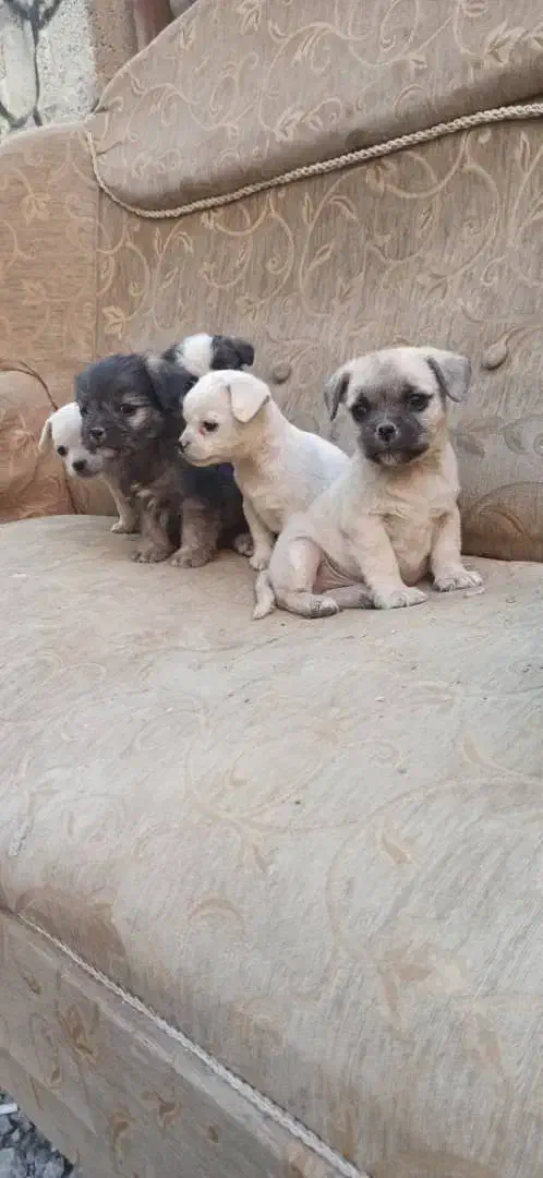 توله سگ|سگ|ابریشم, |دیوار