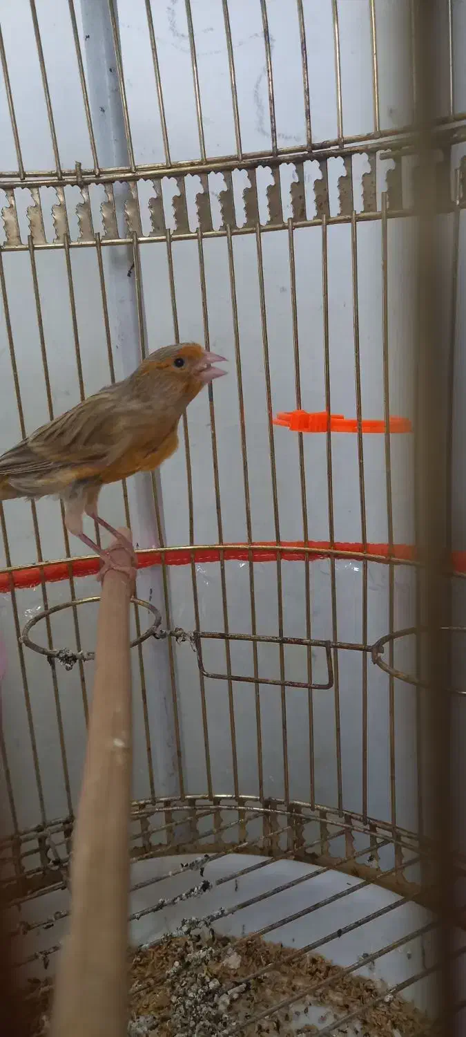 قناری نر بخون|پرنده|قوچان, |دیوار