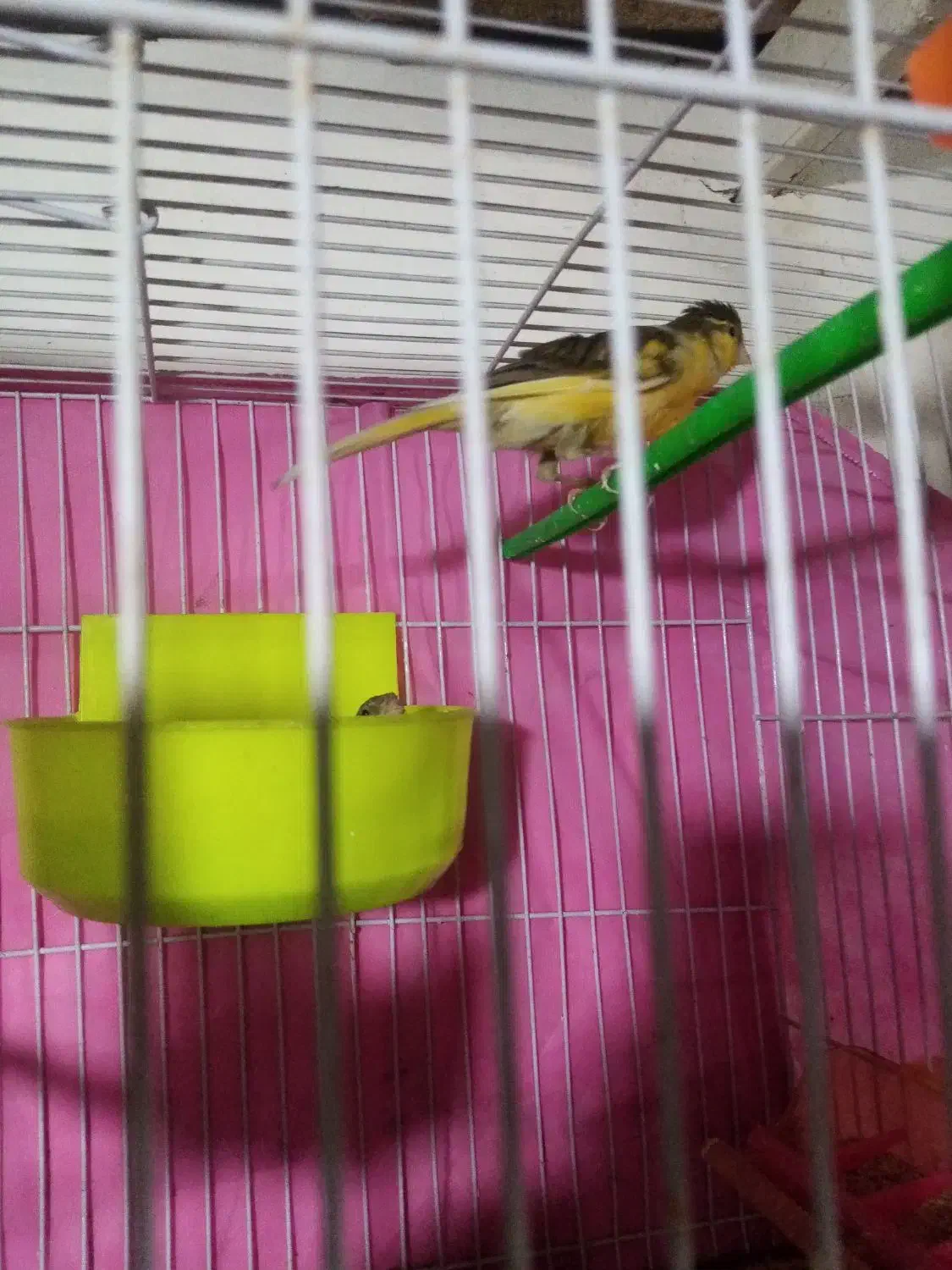 قناری باتخم سهره عروس البینیو دستی نر|پرنده|مشهد, نظام دوست|دیوار