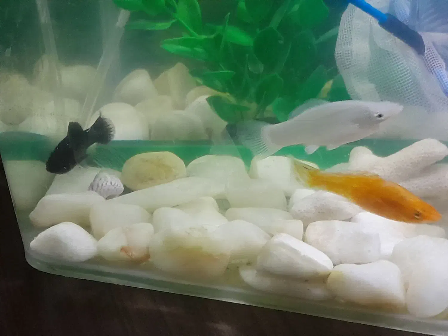 ماهی مولی سه رنگ|ماهی|ملایر, |دیوار