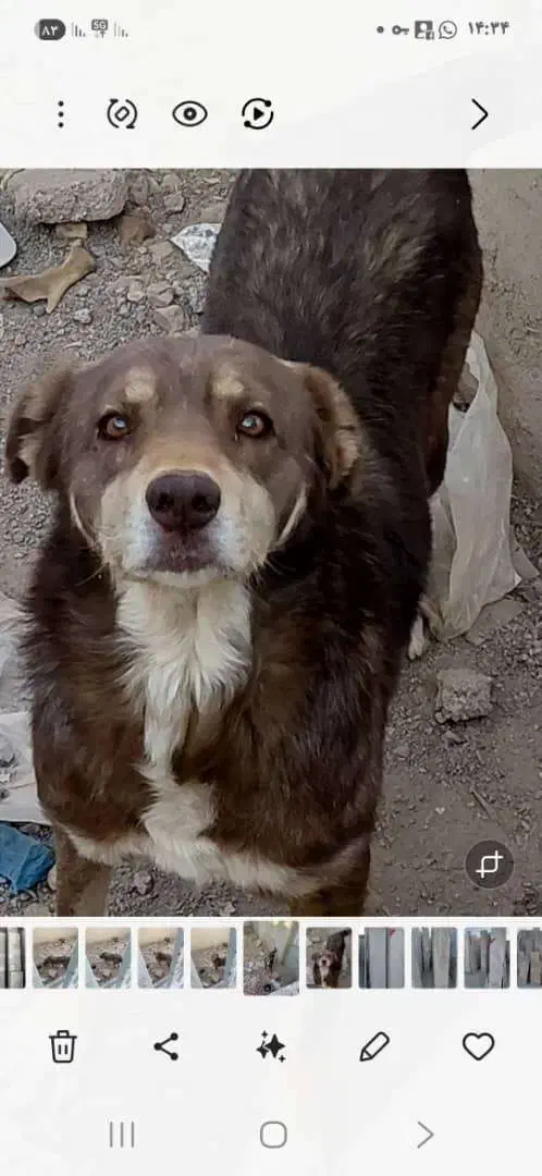 سگ فروشی|سگ|کرمان, |دیوار