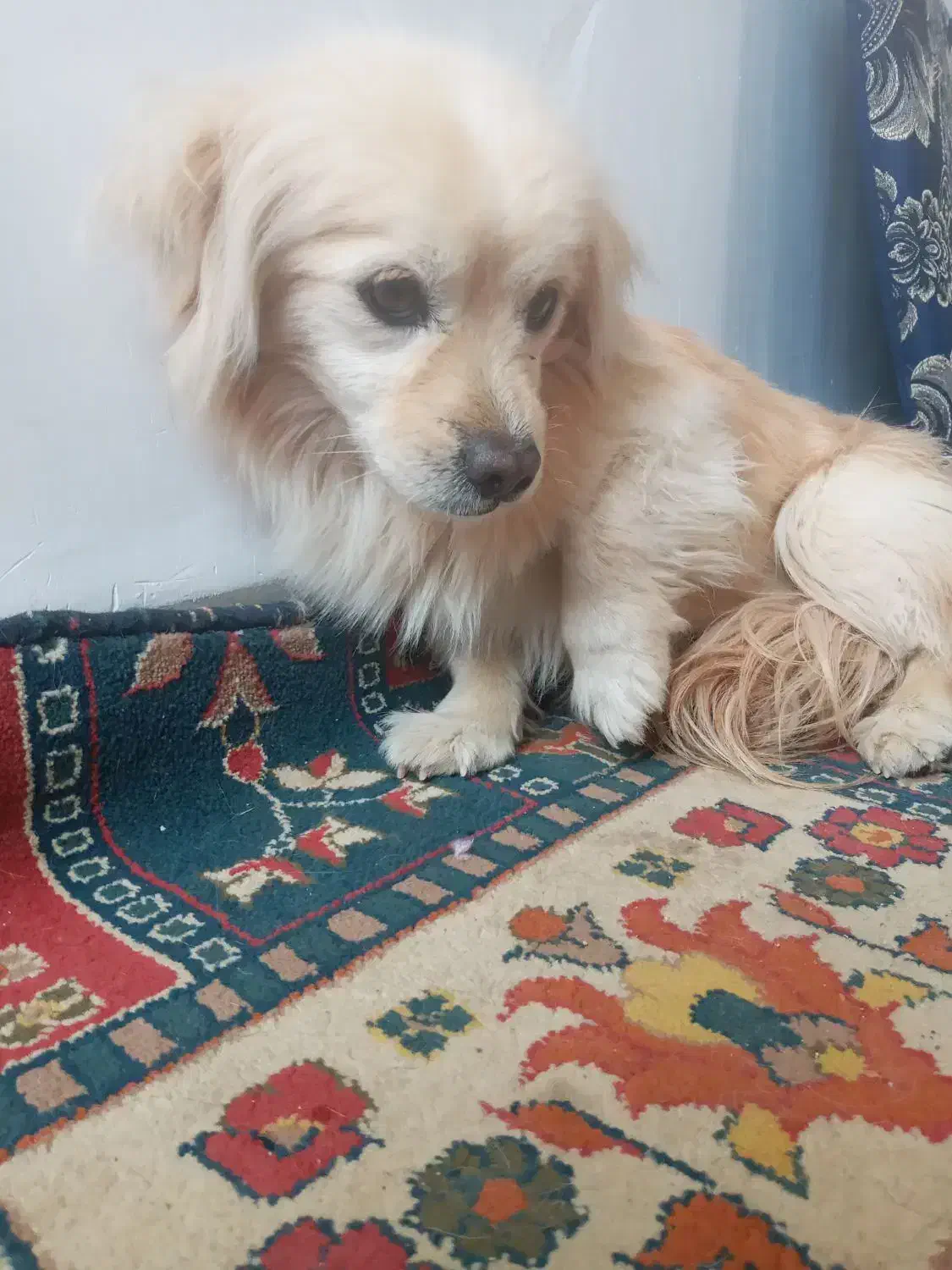 سگ گمشده|حیوانات|سبزوار, سجاد|دیوار