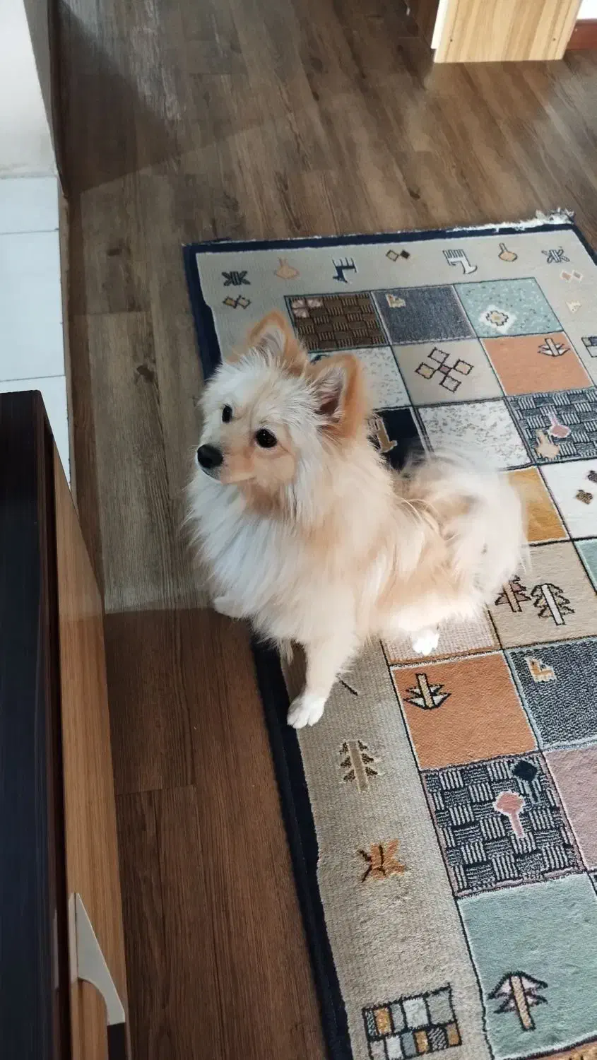 پامر روباهی یک ساله تربیت شده|سگ|شاهینشهر, مسکن مهر|دیوار