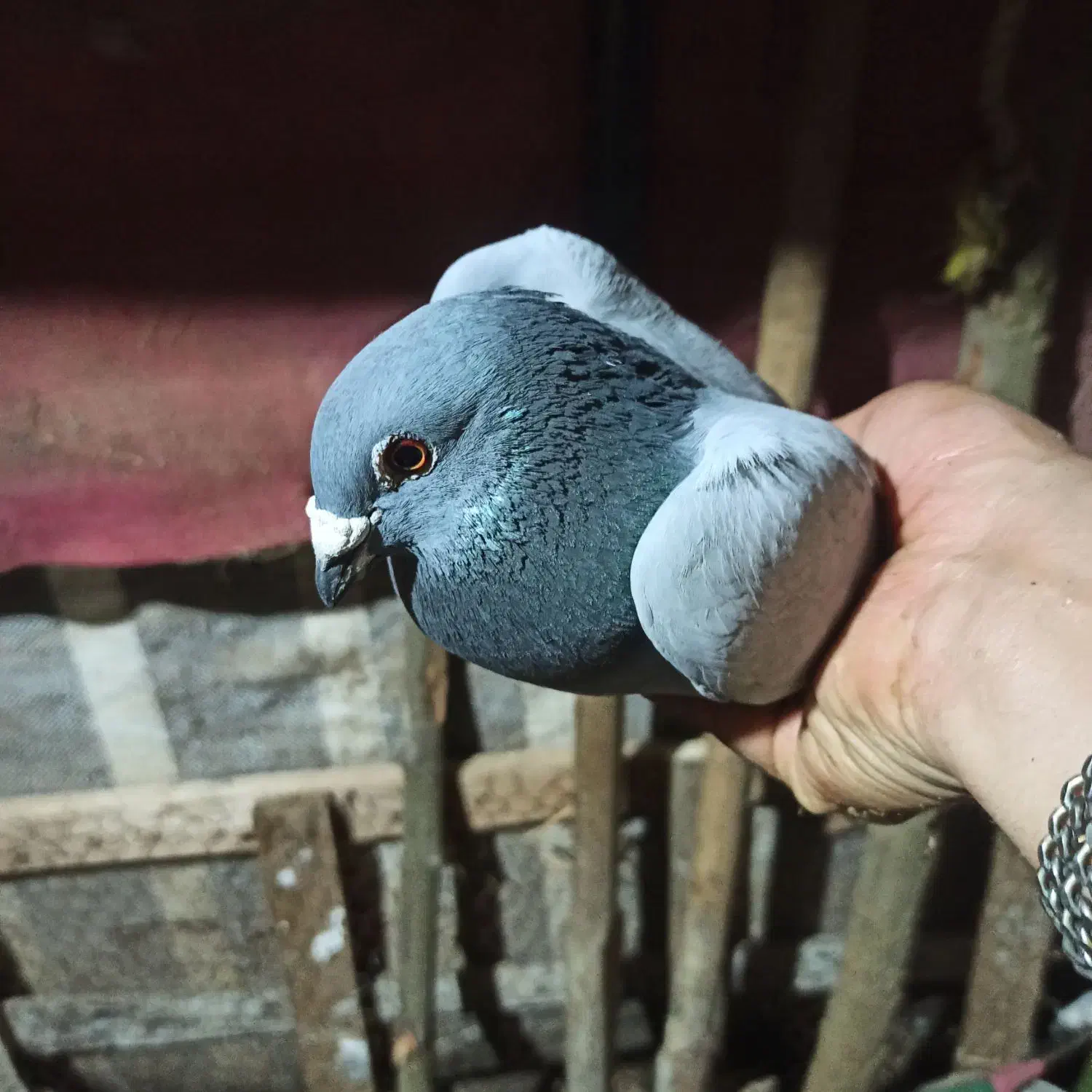 کبوتر|حیوانات|لاهیجان, بازکیاگوراب|دیوار