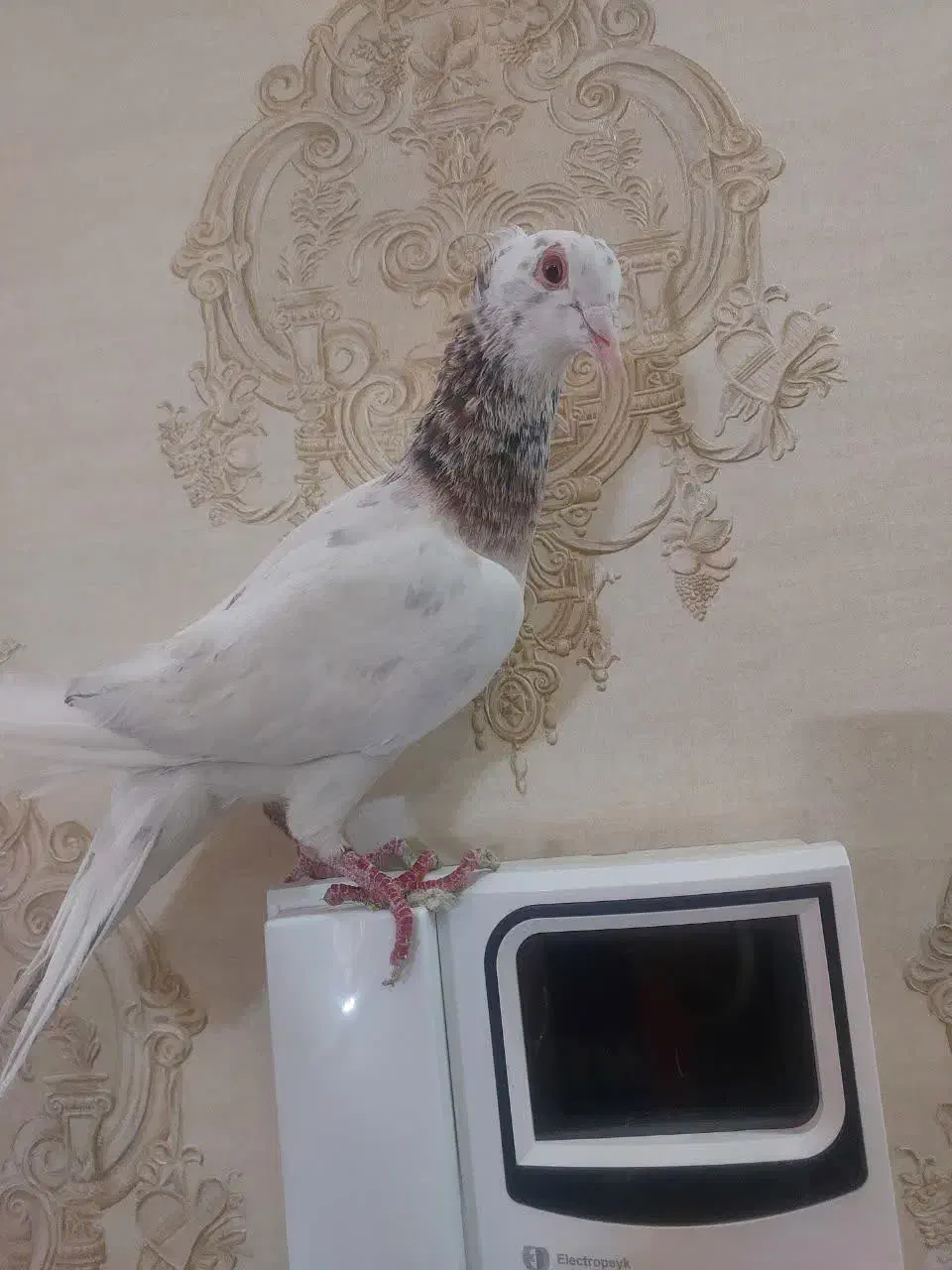 کفترا ماده همه|پرنده|نیشابور, شهرکهنه|دیوار