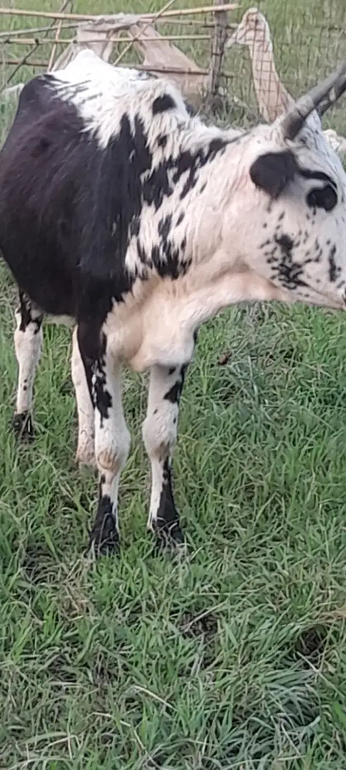 گاوسالم|حیوانات مزرعه|احمدسرگوراب, |دیوار