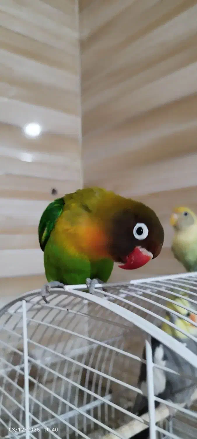 طوطی برزیلی|پرنده|سوسنگرد, |دیوار