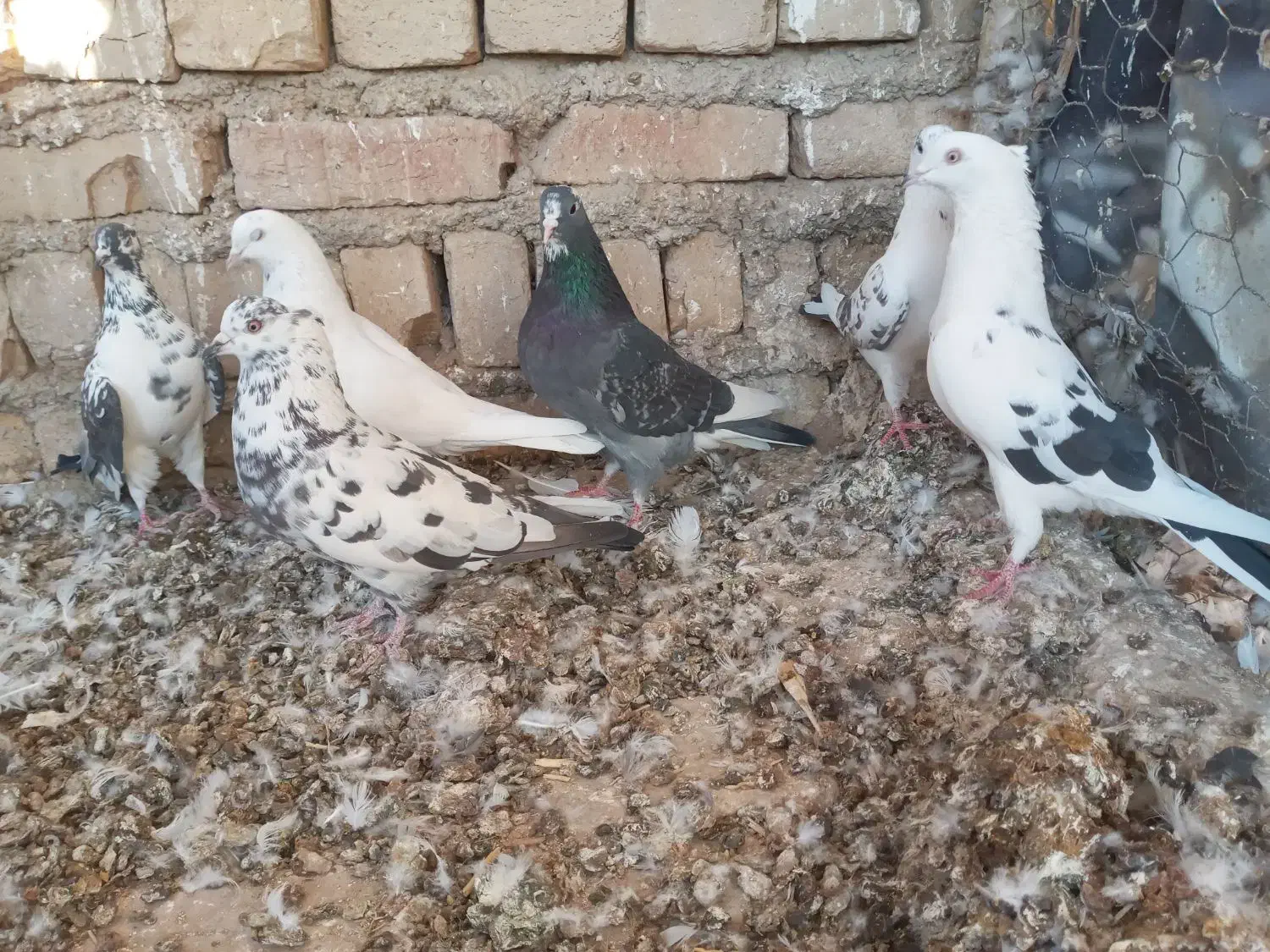 پرنده|پرنده|جوادآباد, |دیوار